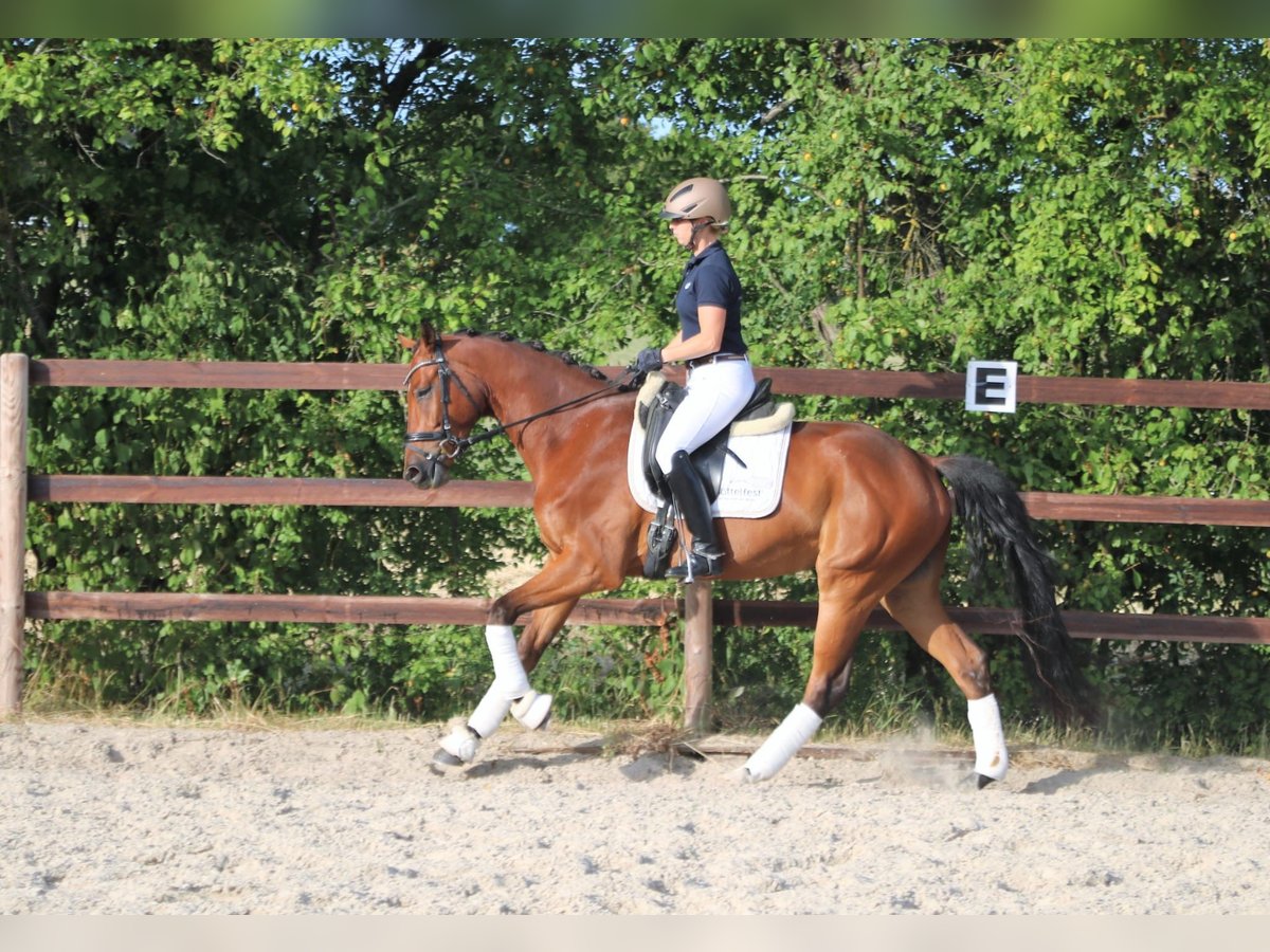 Caballo alemán Caballo castrado 5 años 173 cm Castaño in Königheim