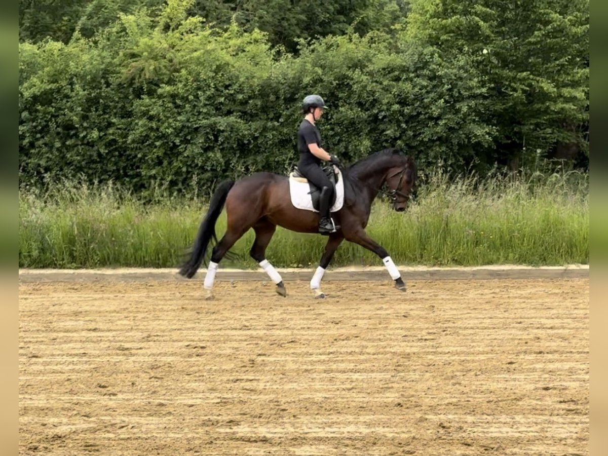 Caballo alemán Caballo castrado 6 años 156 cm Castaño in &#xDC;bach-Palenberg