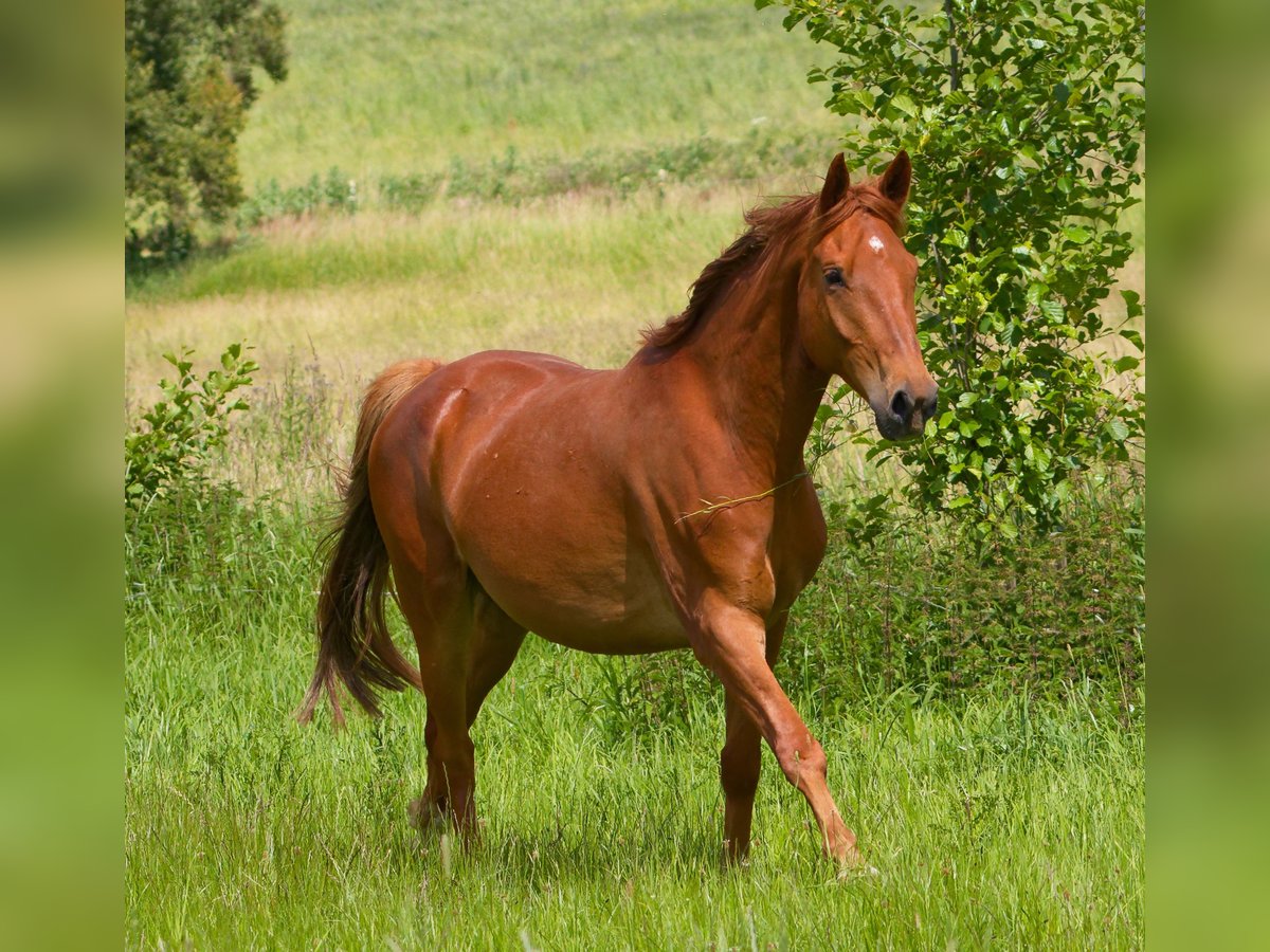 Caballo alemán Caballo castrado 6 años 160 cm Alazán in Altkirchen