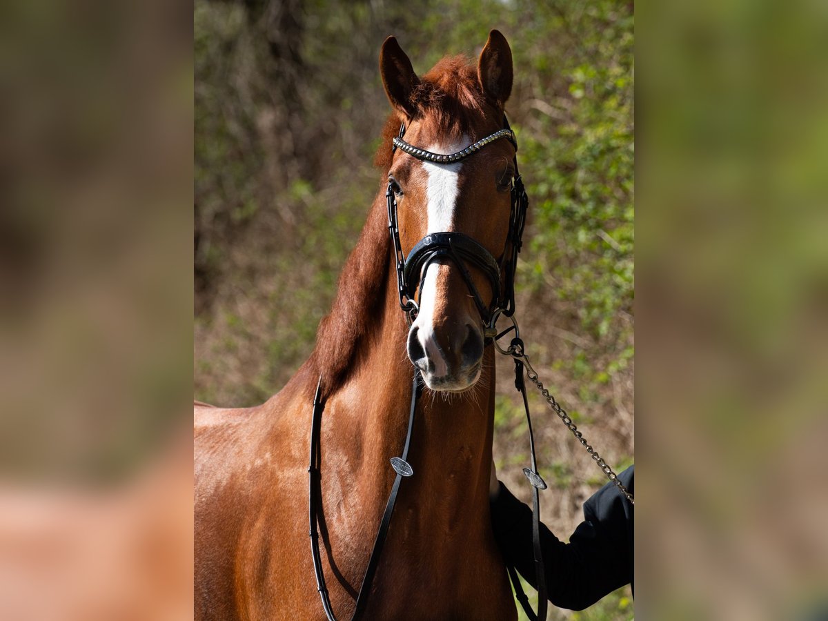 Caballo alemán Caballo castrado 6 años 170 cm Alazán in Bochum