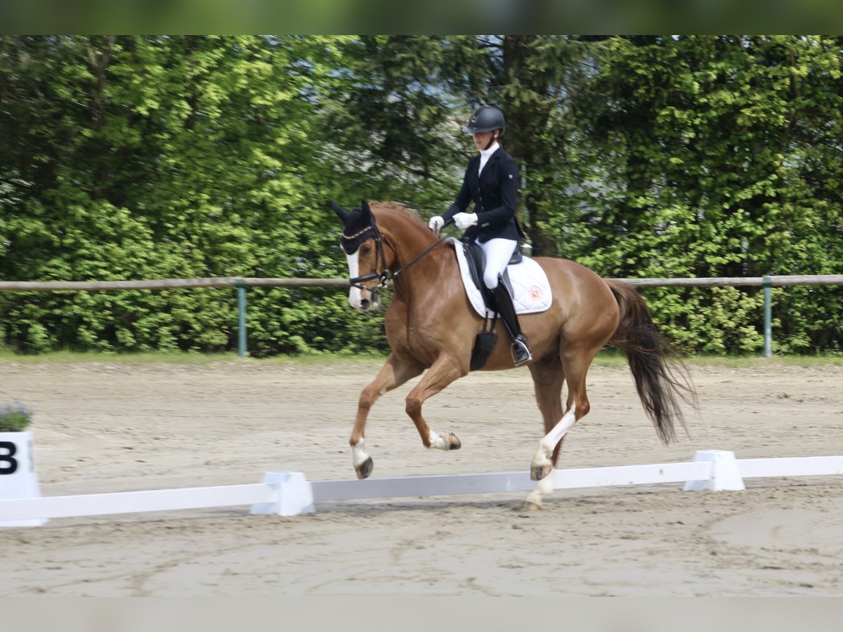 Caballo alemán Caballo castrado 7 años 175 cm Alazán in Großmaischeid