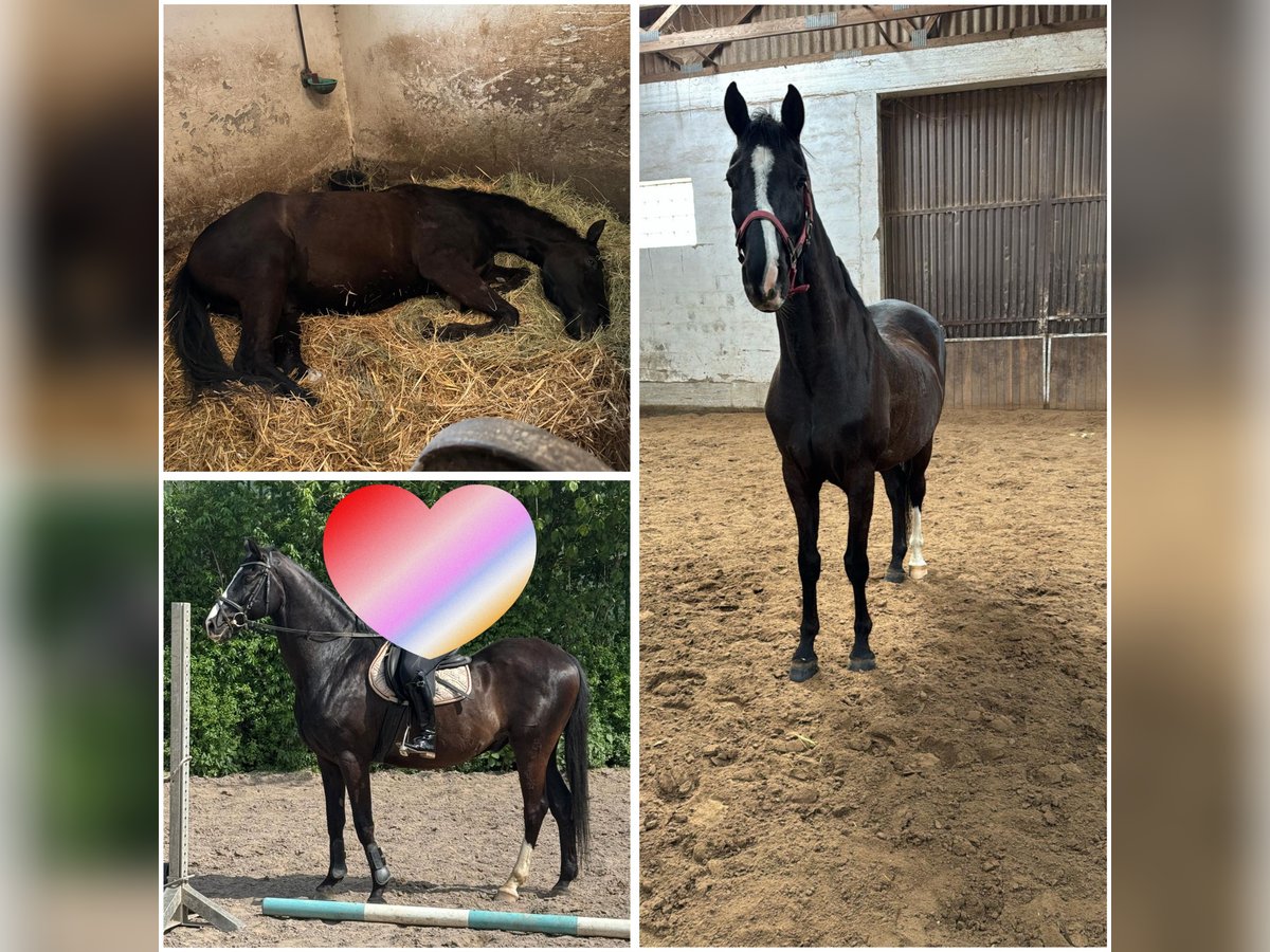 Caballo alemán Caballo castrado 8 años 165 cm Negro in Bellheim