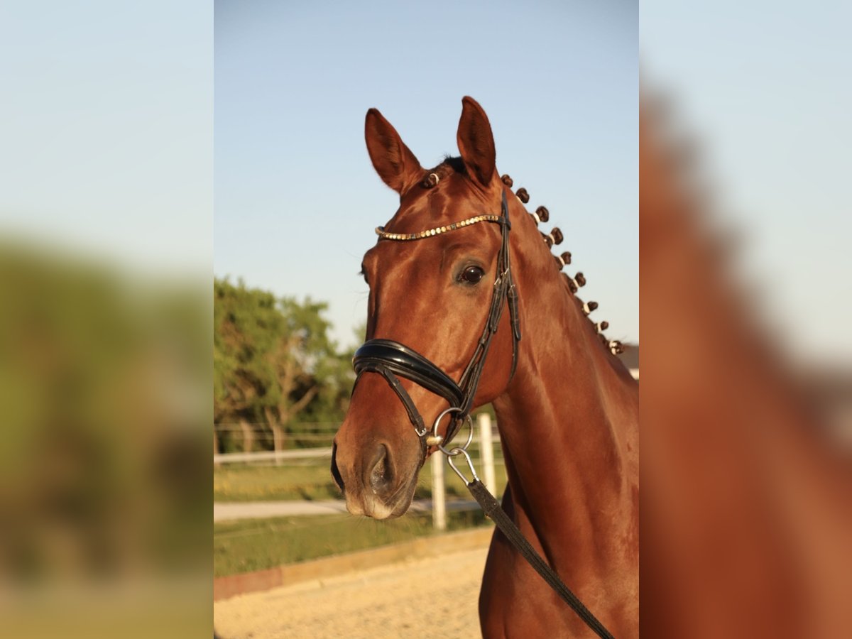 Caballo alemán Caballo castrado 8 años 180 cm Alazán in Aurach