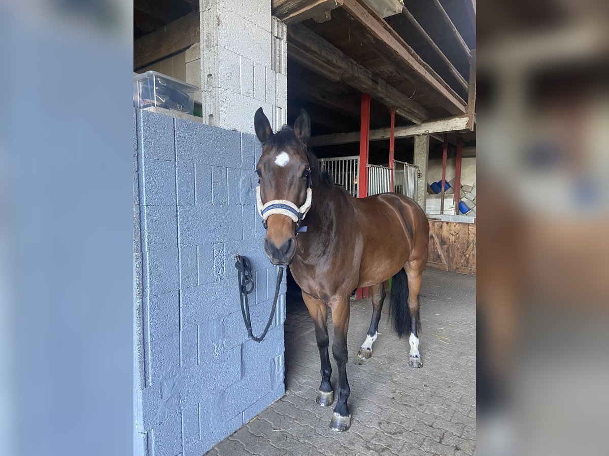 Caballo alemán Caballo castrado 8 años 180 cm Castaño in Tamm