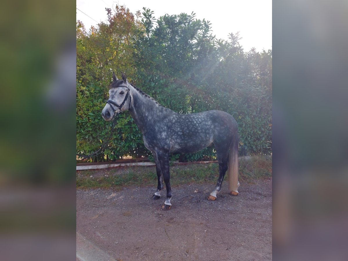 Caballo alemán Caballo castrado 9 años 160 cm Tordo rodado in Himberg