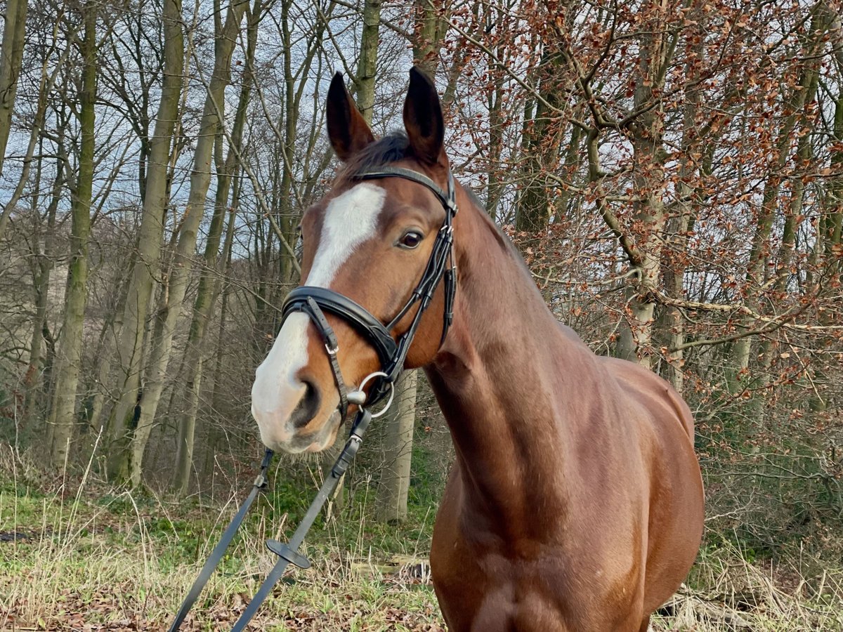 Caballo alemán Caballo castrado 9 años 164 cm Castaño in Overath