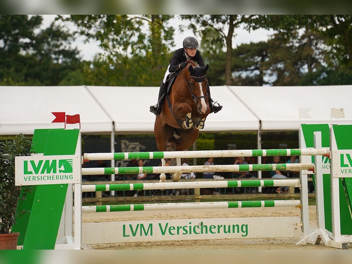 Caballo alemán Caballo castrado 9 años 172 cm Alazán in Dorsten