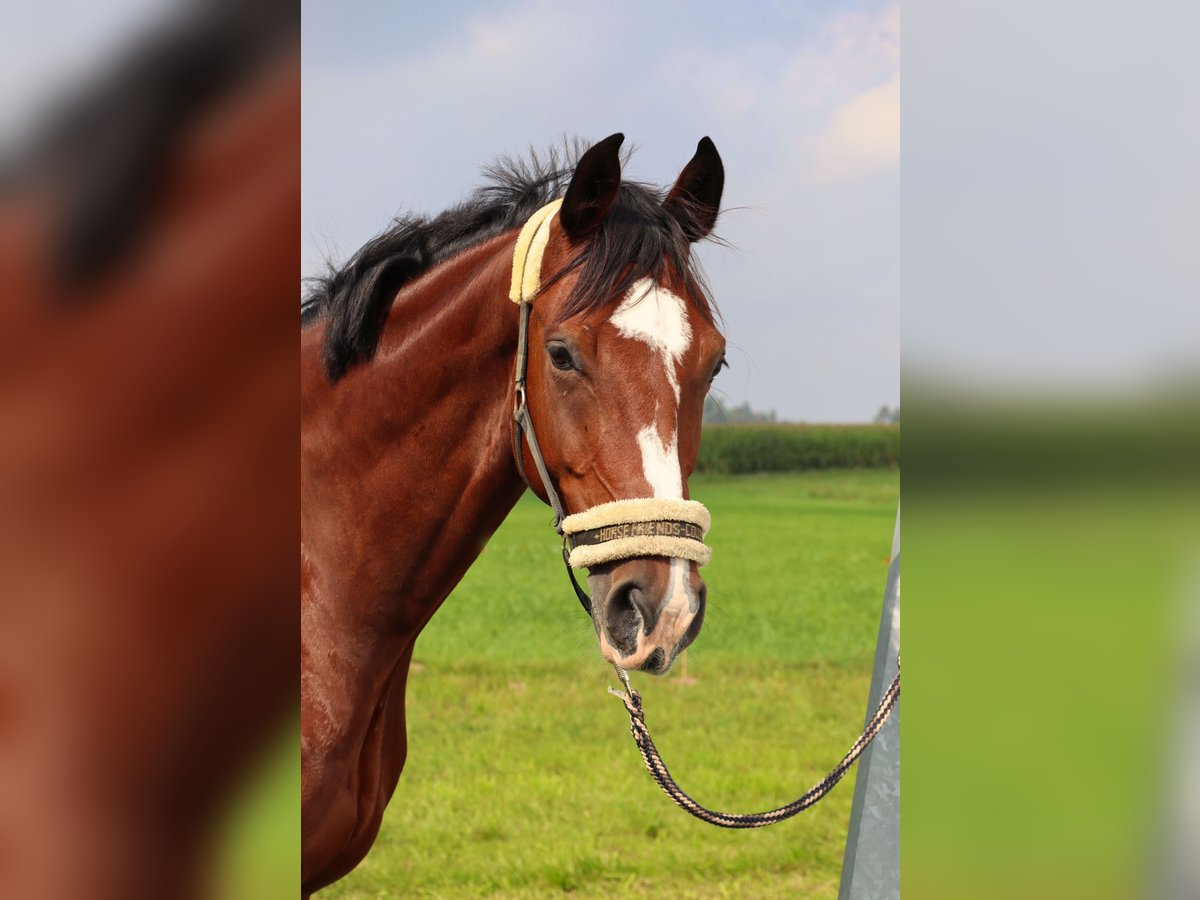 Caballo alemán Caballo castrado 9 años 173 cm Castaño in Sachsen