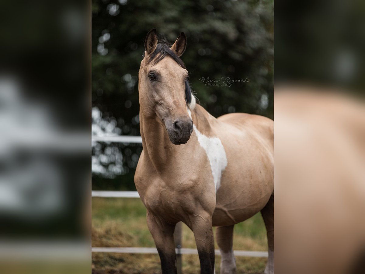 Caballo alemán Semental 18 años 165 cm Pío in Beaumont-Pied-de-Buf