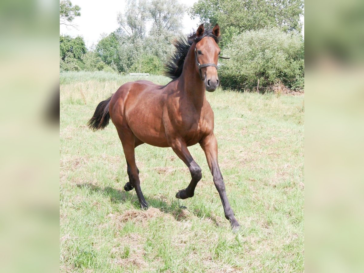 Caballo alemán Semental 1 año 169 cm Castaño in Seester