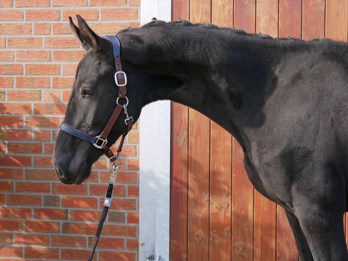 Caballo alemán Semental 2 años 155 cm in Dorsten