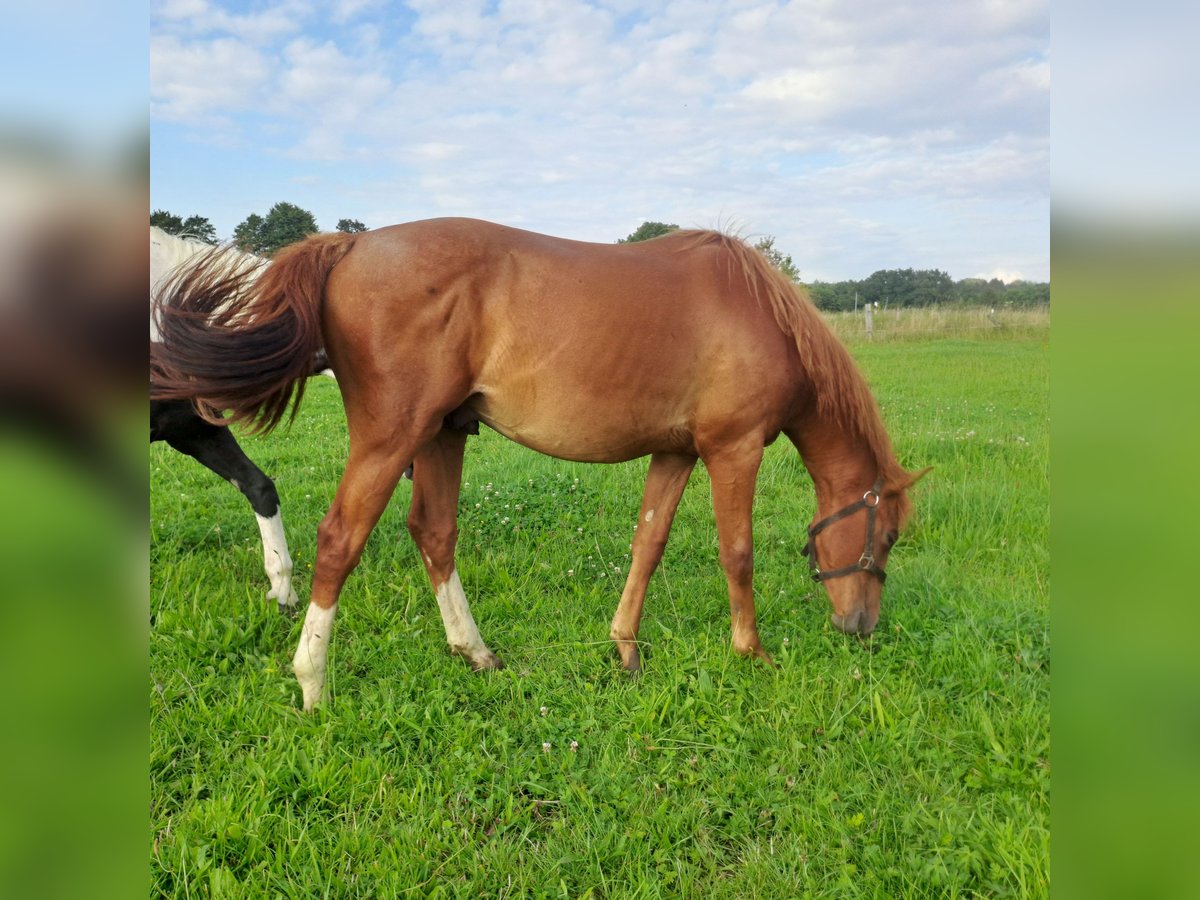 Caballo alemán Semental 2 años 158 cm Alazán in Paderborn