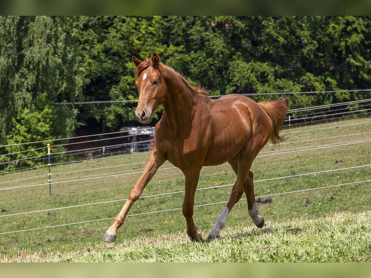Caballo alemán Semental 2 años Alazán in W&#xF6;rth an der Donau