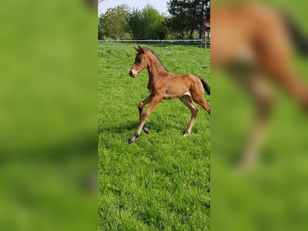 Caballo alemán Semental 2 años Castaño oscuro in Aachen