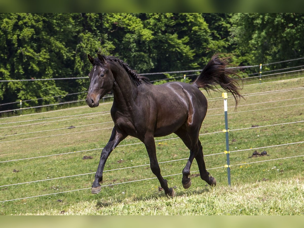 Caballo alemán Semental 2 años Castaño oscuro in Wörth an der Donau