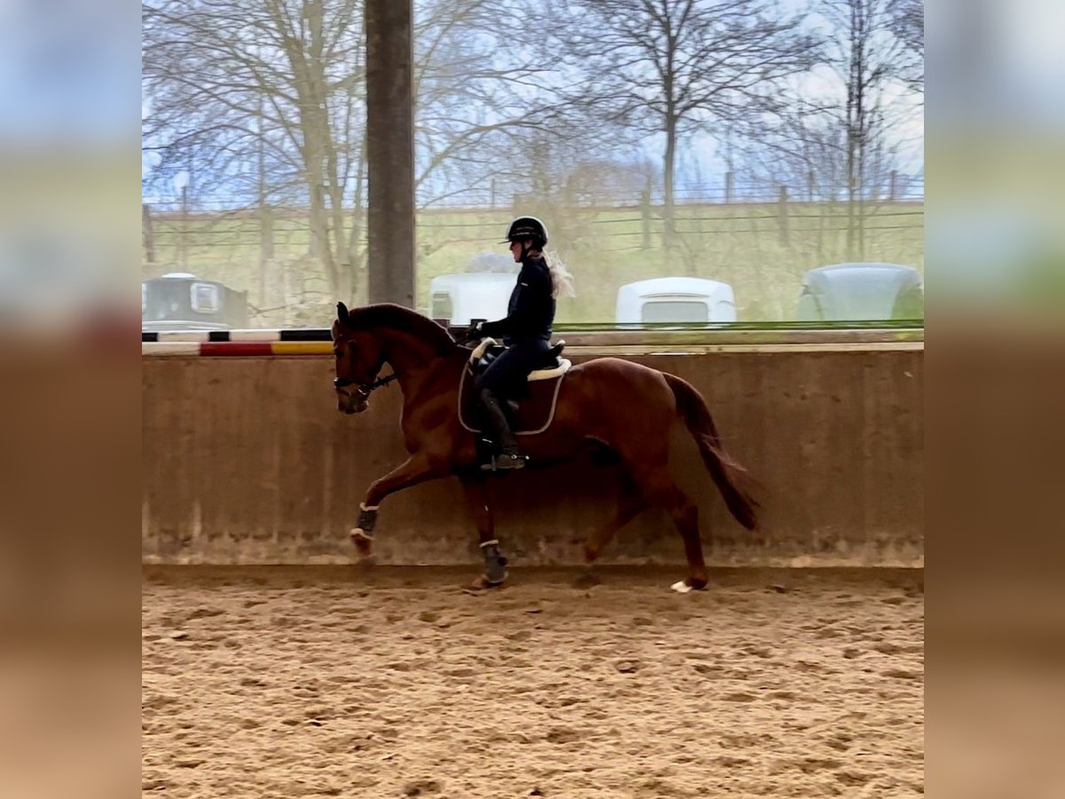 Caballo alemán Semental 4 años 166 cm Alazán in Barntrup