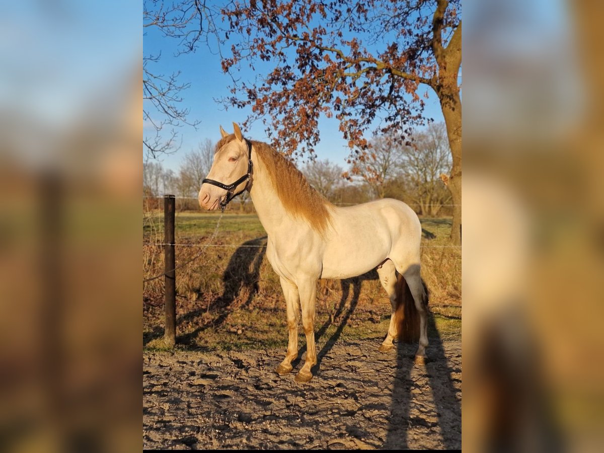 Caballo alemán Mestizo Semental 7 años 160 cm Perlino in Noardburgum