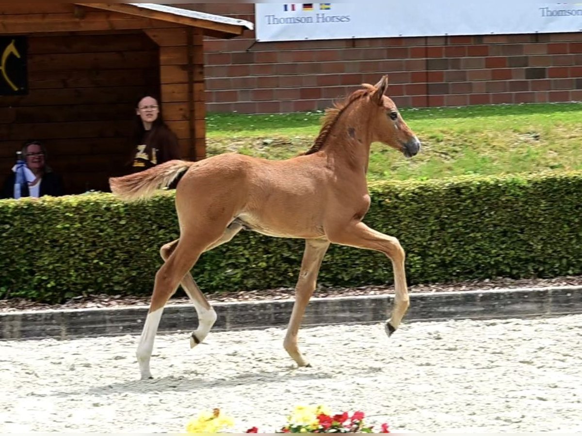 Caballo alemán Semental Potro (05/2024) 175 cm Tordo ruano in Rahden