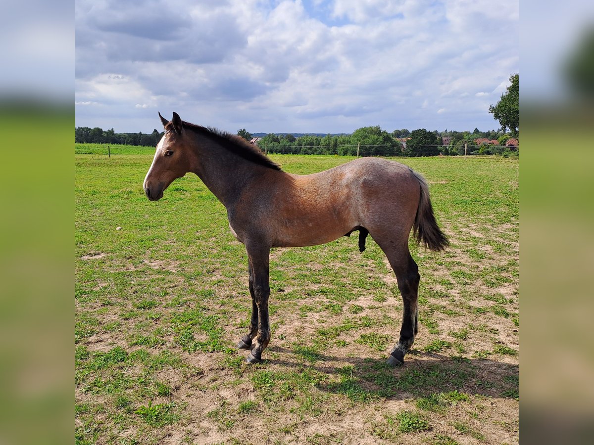 Caballo alemán Semental Potro (04/2024) Tordo in Ratzeburg