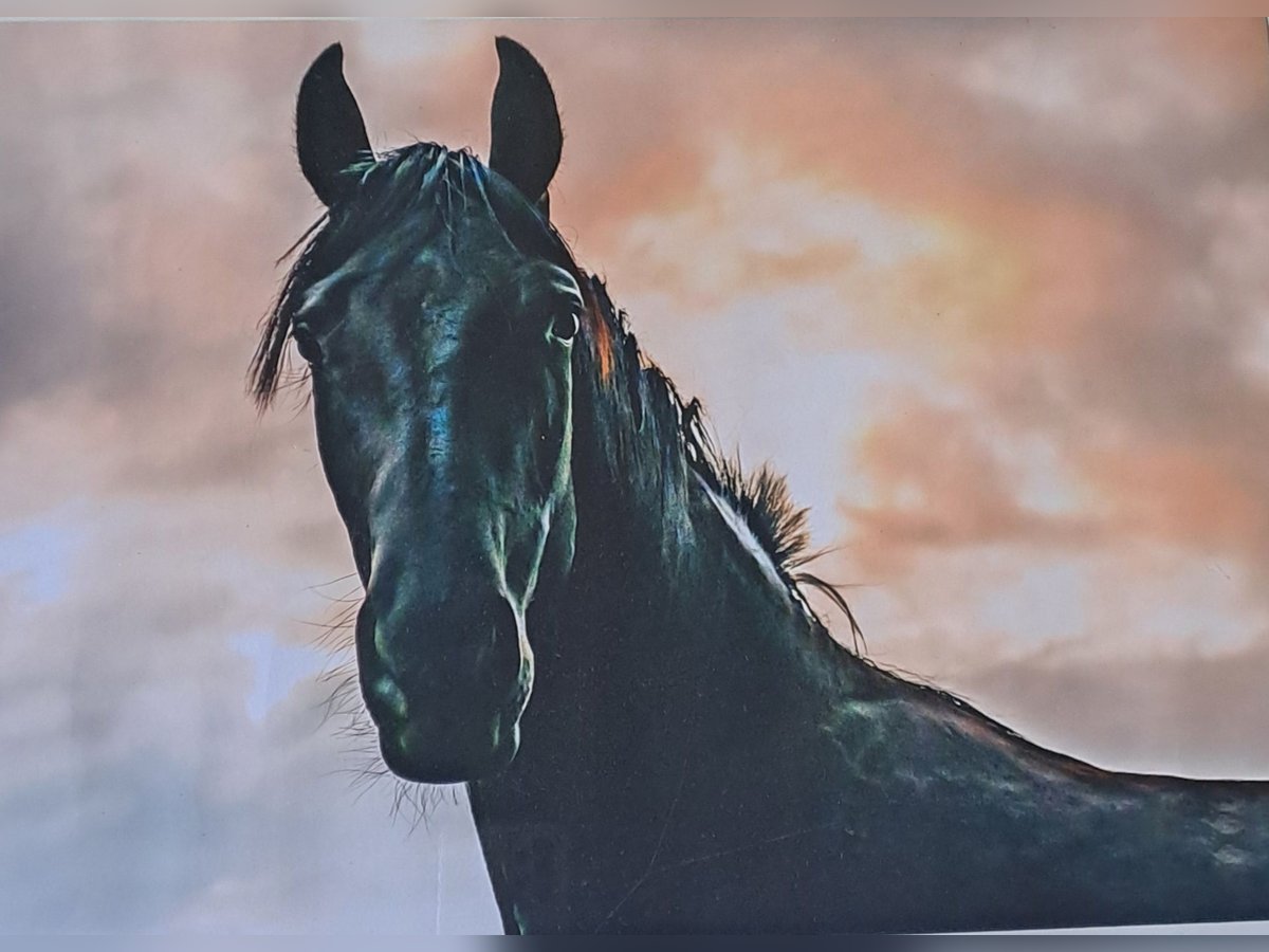 Caballo alemán Yegua 10 años 150 cm in Simmerath