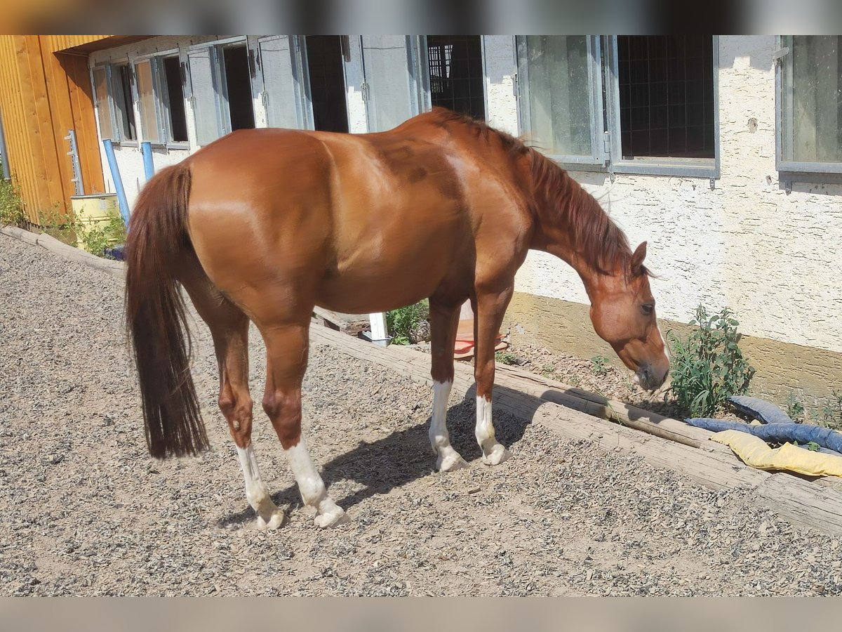 Caballo alemán Yegua 10 años 155 cm Alazán in Meßstetten