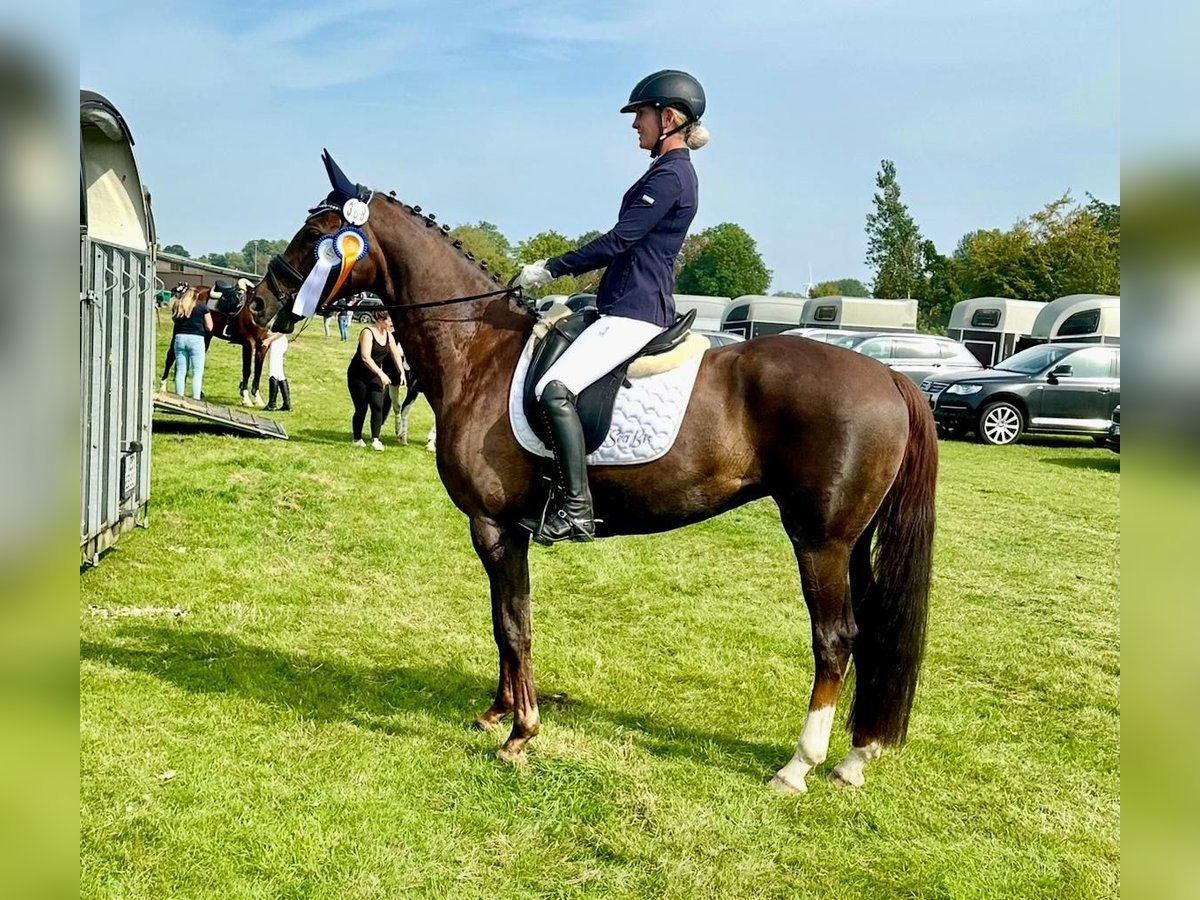 Caballo alemán Yegua 10 años 162 cm Alazán-tostado in VechtaVechta