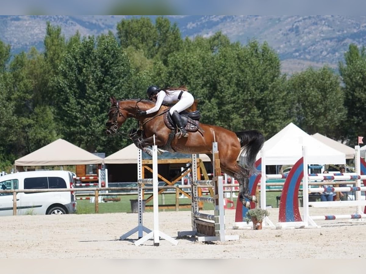 Caballo alemán Yegua 10 años 168 cm Castaño in Mirambells