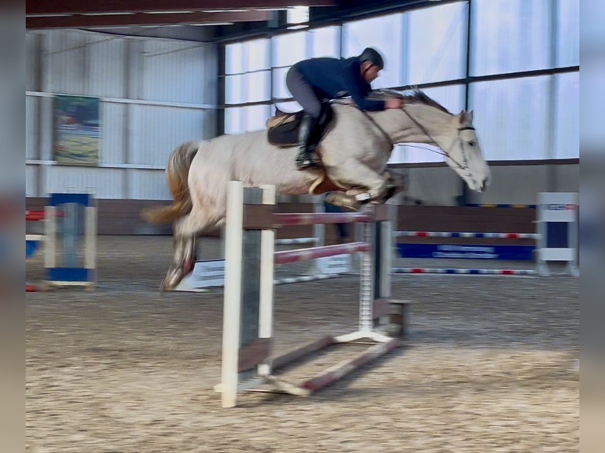 Caballo alemán Yegua 12 años 172 cm Tordo in Borstel