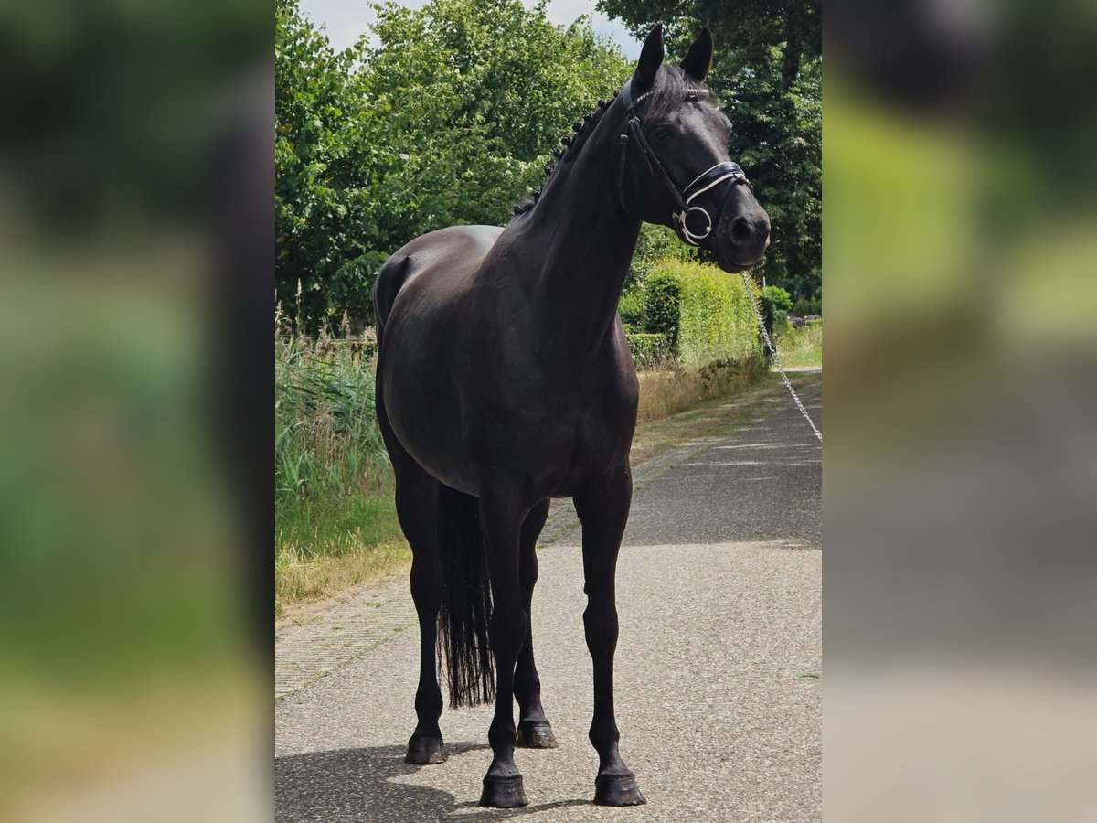 Caballo alemán Yegua 13 años 166 cm Morcillo in Someren