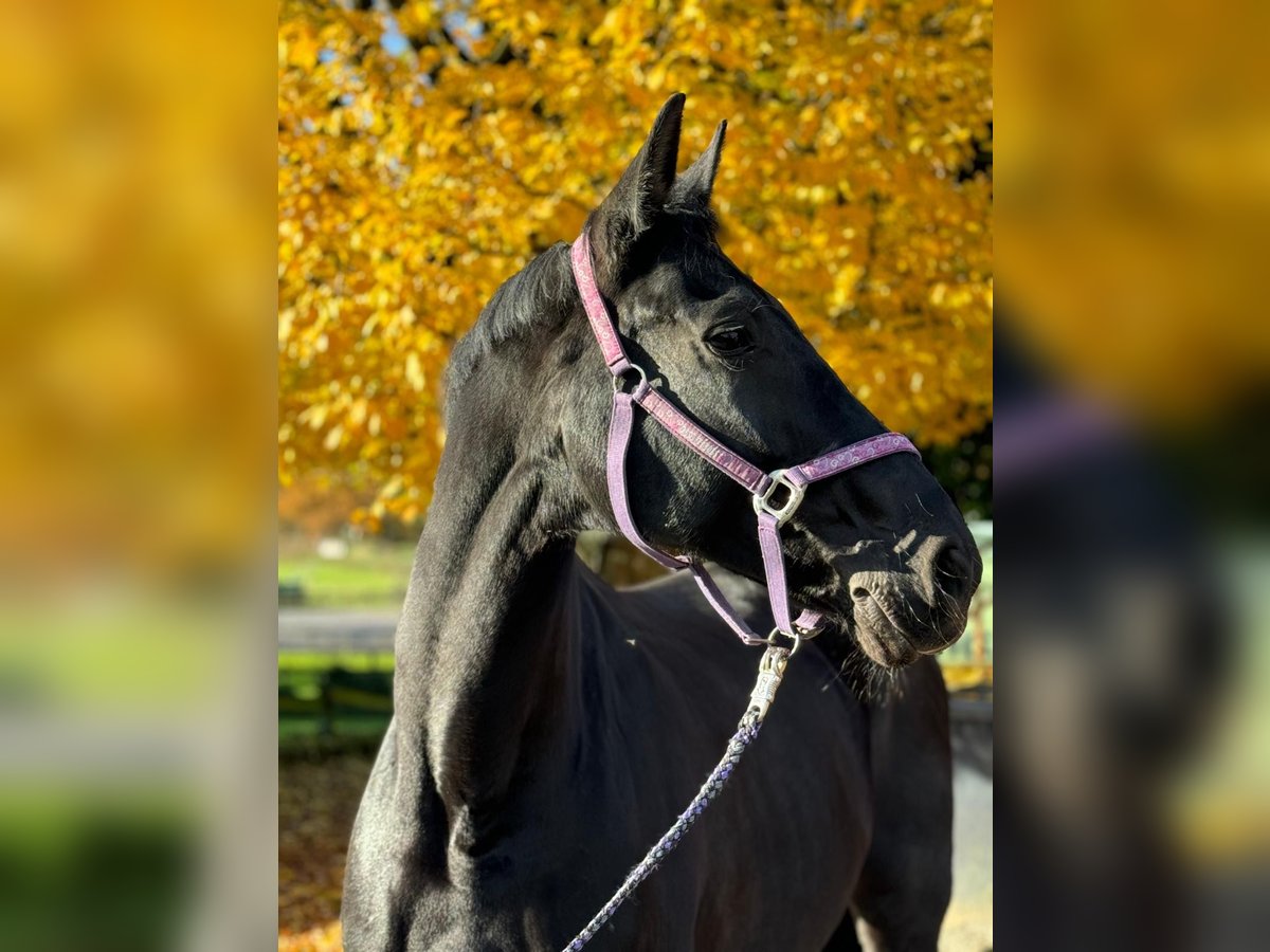 Caballo alemán Yegua 13 años 180 cm Negro in Dortmund