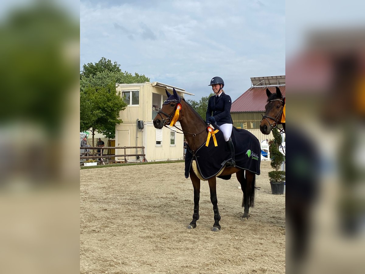 Caballo alemán Yegua 14 años 164 cm Castaño oscuro in Dorsten