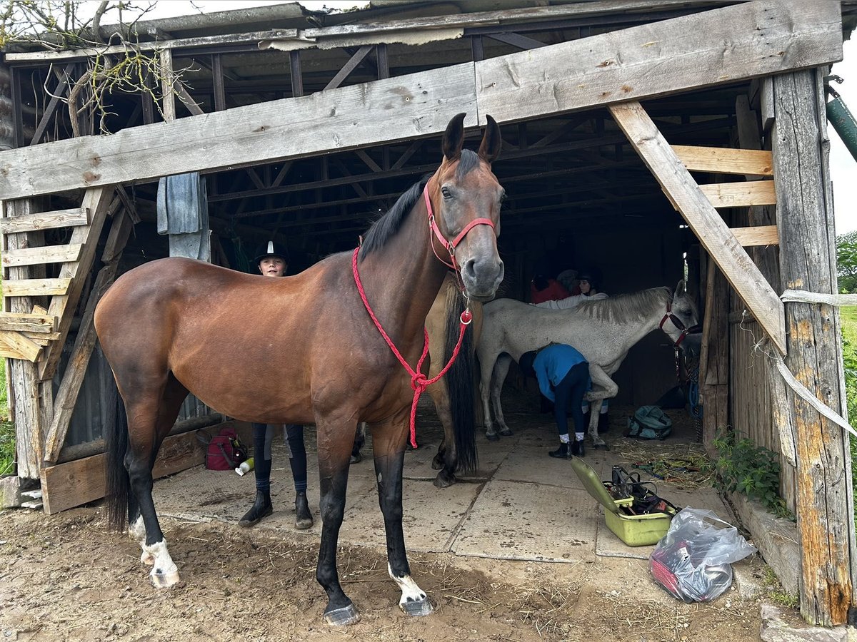 Caballo alemán Yegua 14 años 172 cm Castaño in Völklingen