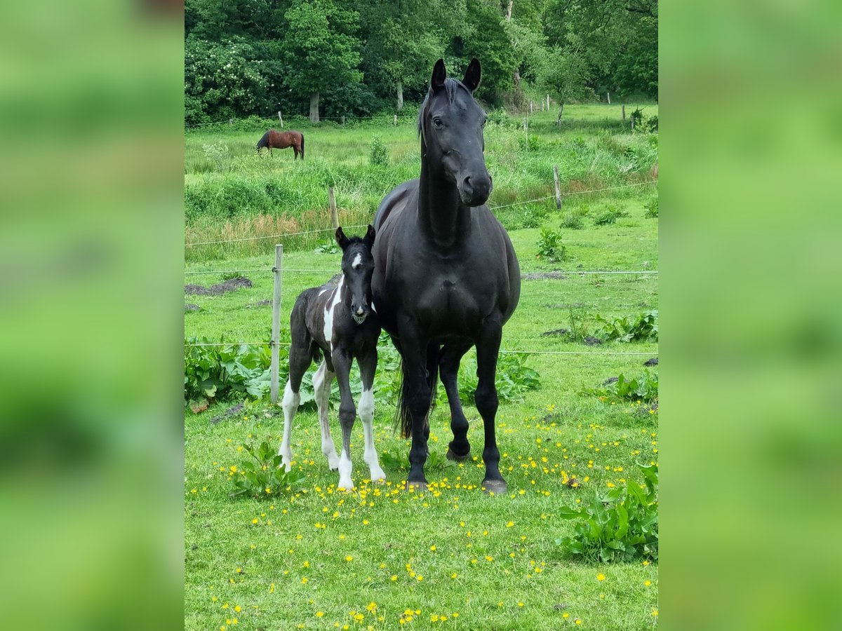 Caballo alemán Yegua 15 años 160 cm Negro in Friedeburg Caballo alemán Yegua 15 años 160 cm Negro in Friedeburg