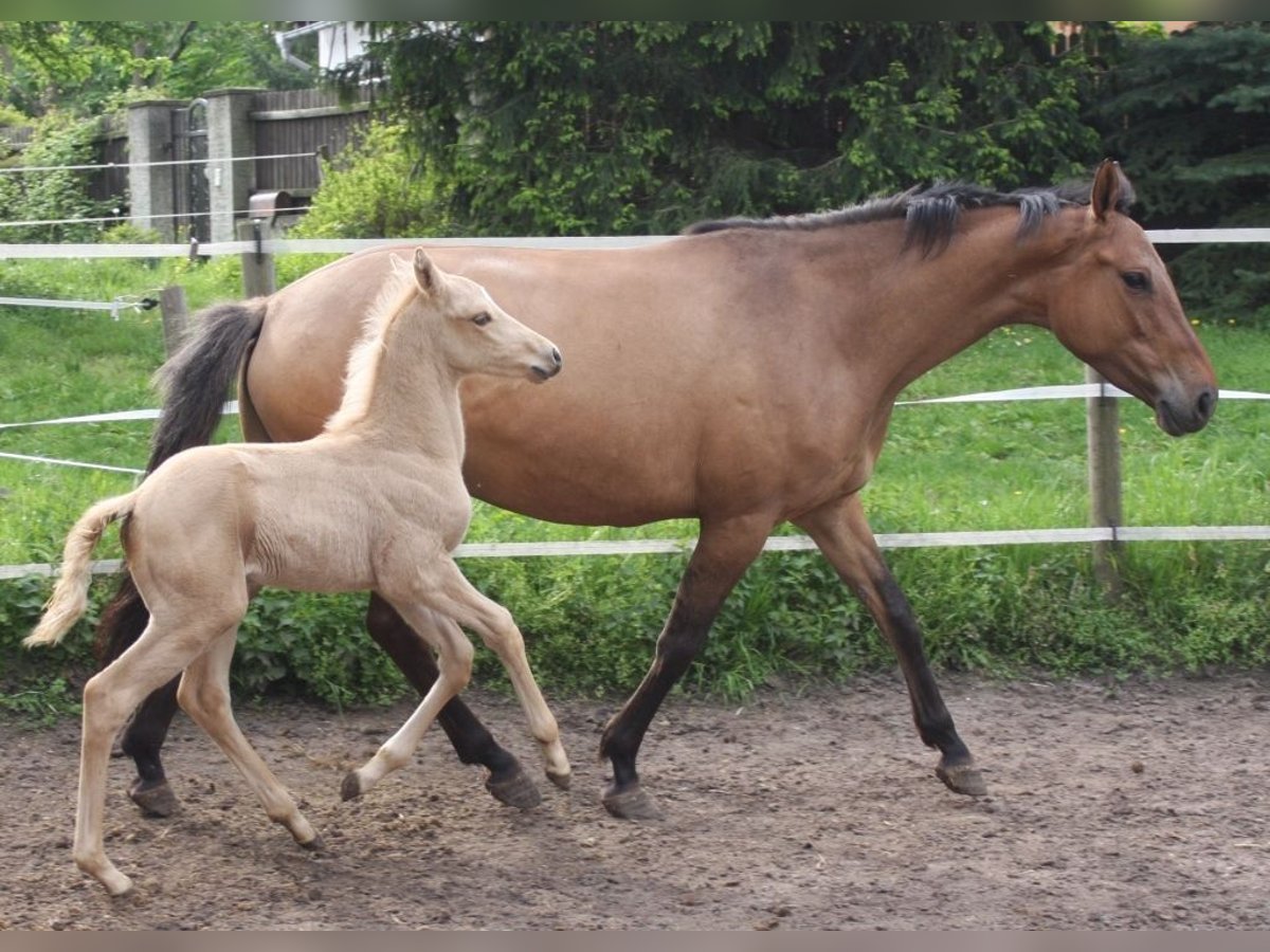 Caballo alemán Yegua 16 años 160 cm Dunalino (Cervuno x Palomino) in Beaumont pied-de-boeuf