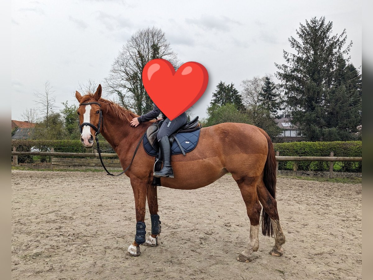 Caballo alemán Yegua 16 años 162 cm Alazán in Gro&#xDF;heide Berumerfehn