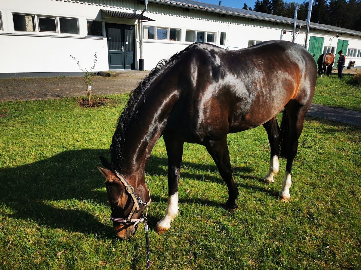 Caballo alemán Yegua 16 años 165 cm Castaño oscuro in Fürstenwalde/Spree