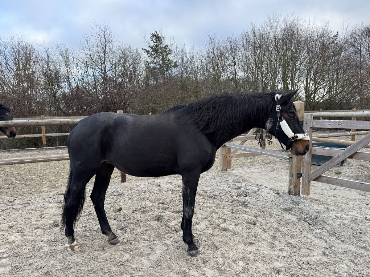 Caballo alemán Yegua 16 años 168 cm Castaño oscuro in Heimbach