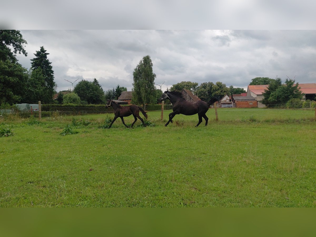 Caballo alemán Yegua 1 año 137 cm Negro in Gro&#xDF; Pankow