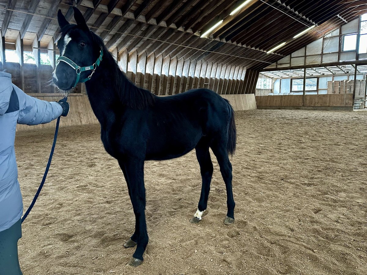 Caballo alemán Yegua 1 año Negro in Gunzenhausen