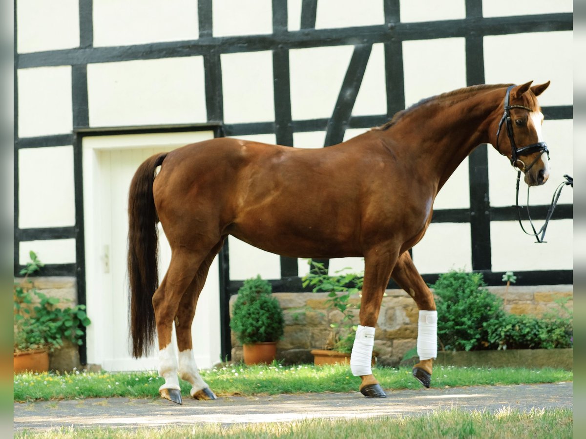 Caballo alemán Yegua 20 años 164 cm Alazán-tostado in Sprockhövel