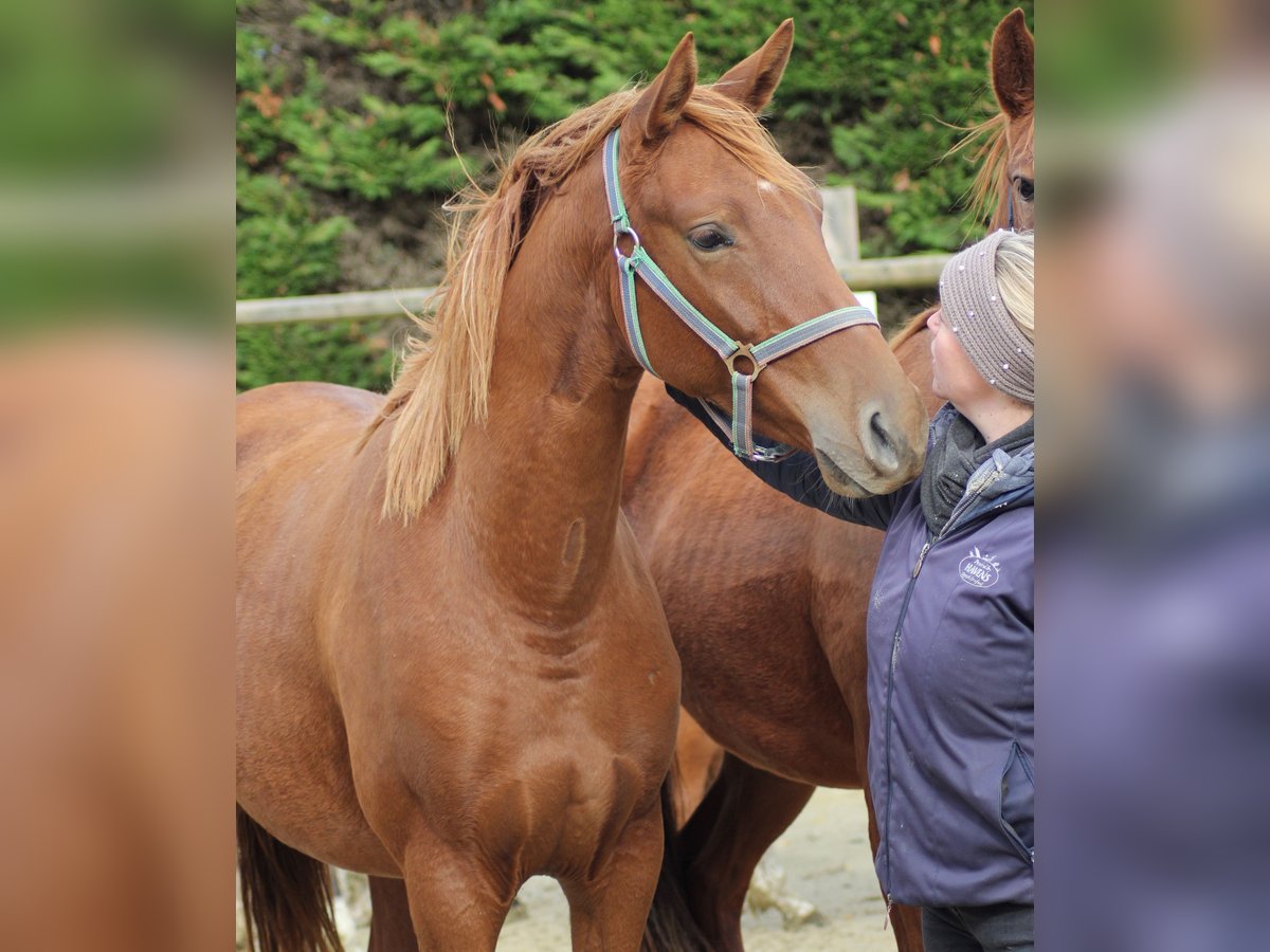 Caballo alemán Yegua 2 años 166 cm Alazán in Nottuln