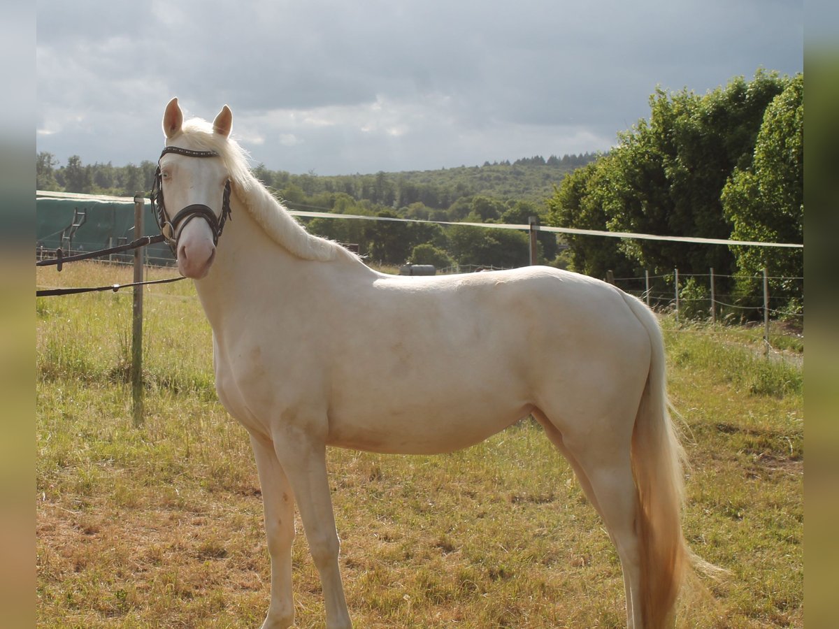 Caballo alemán Yegua 3 años 155 cm Cremello in Heistenbach