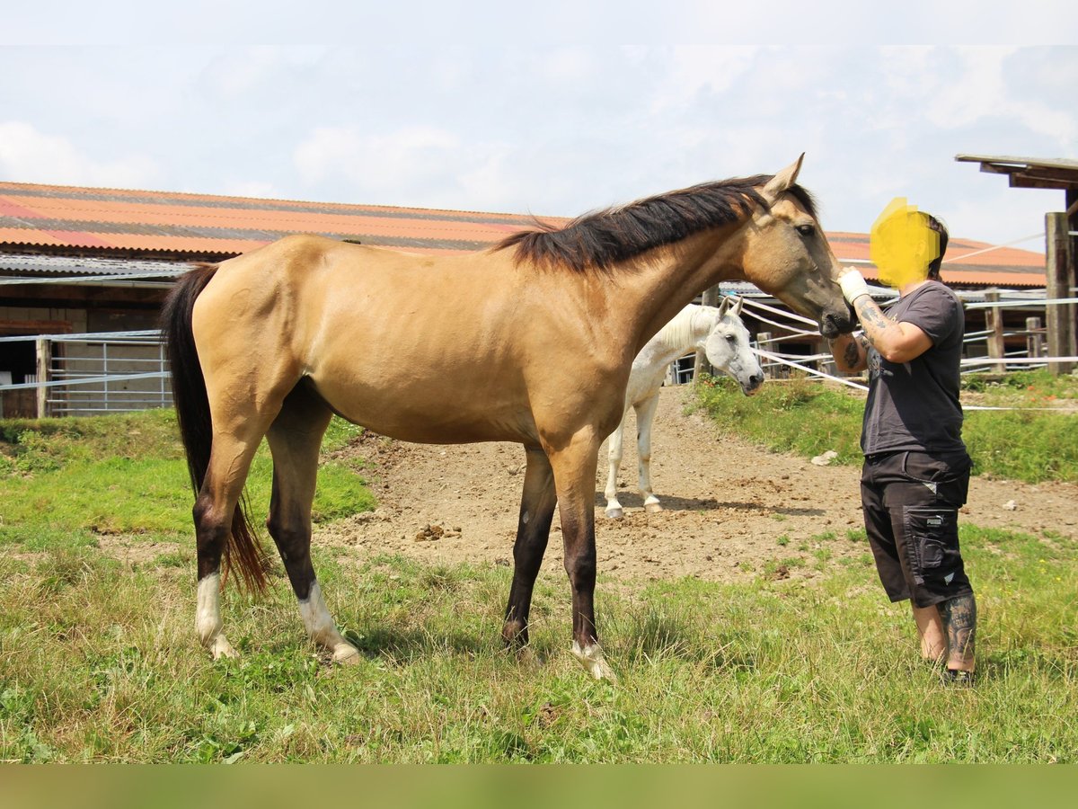 Caballo alemán Yegua 3 años 162 cm Buckskin/Bayo in Bergland