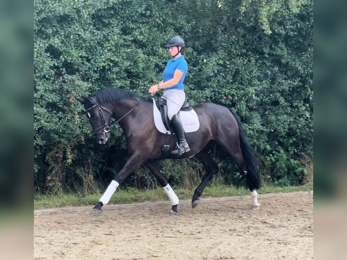 Caballo alemán Yegua 3 años 164 cm Negro in Verden (Aller)