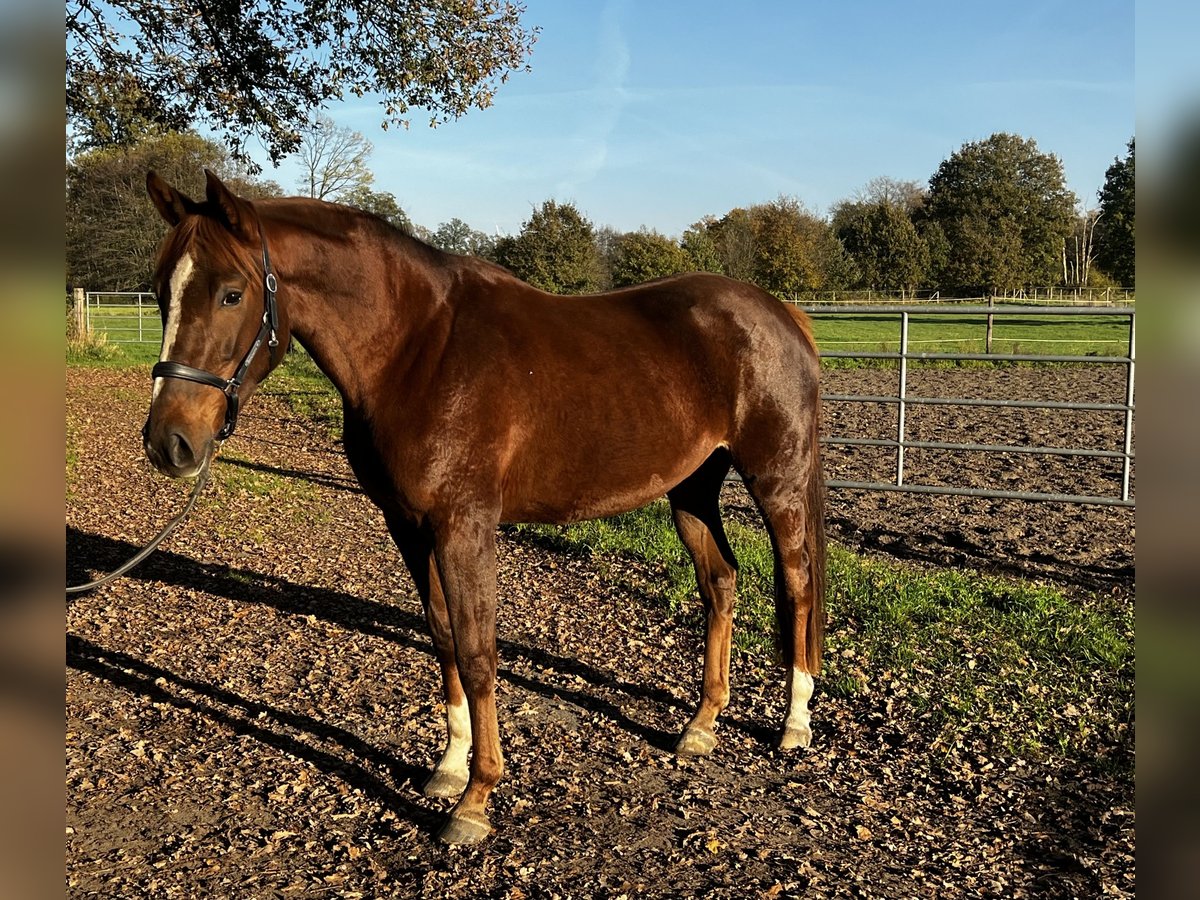 Caballo alemán Yegua 3 años 168 cm Alazán in Lienen