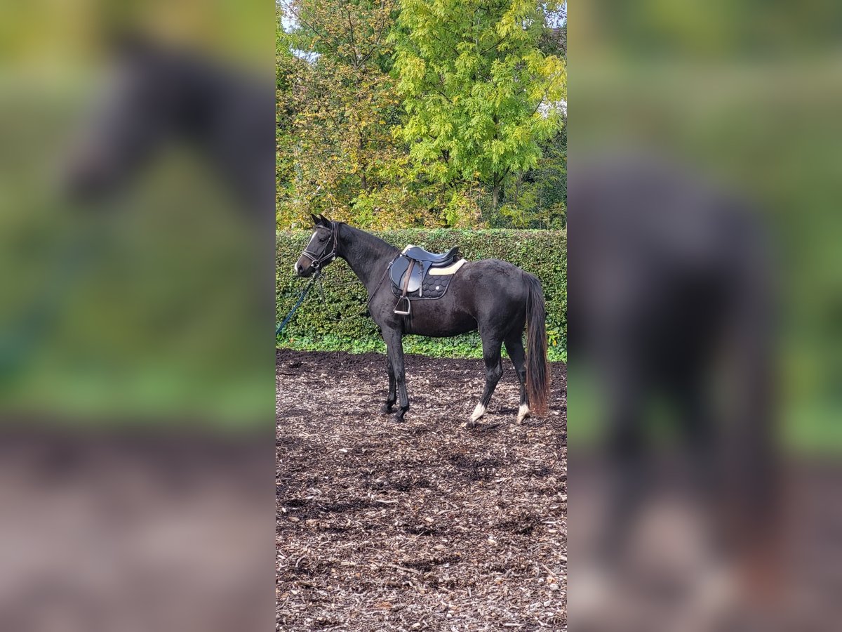 Caballo alemán Yegua 3 años 168 cm Castaño oscuro in Eschwege