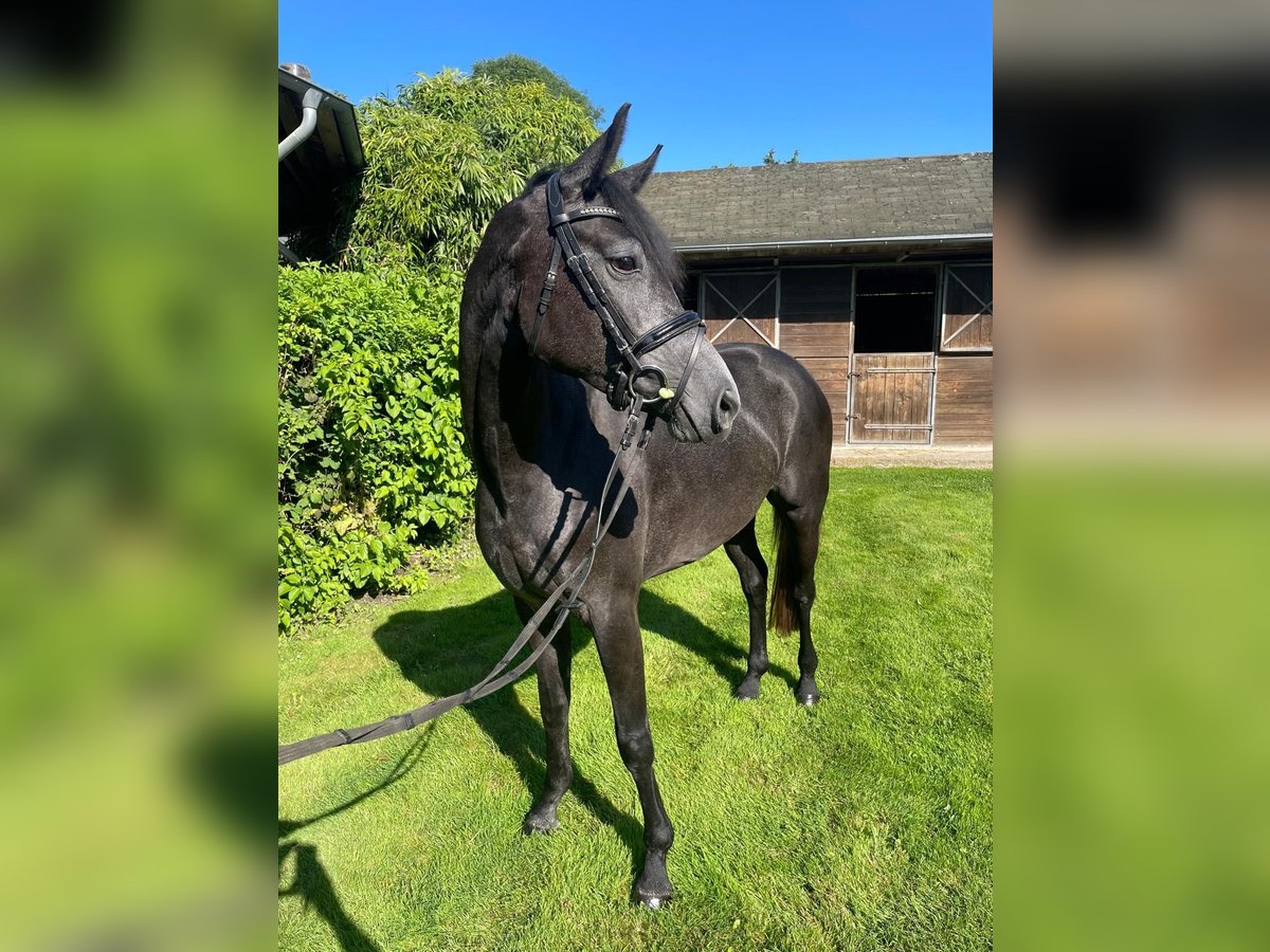 Caballo alemán Yegua 4 años 150 cm Tordo rodado in Grevenbroich