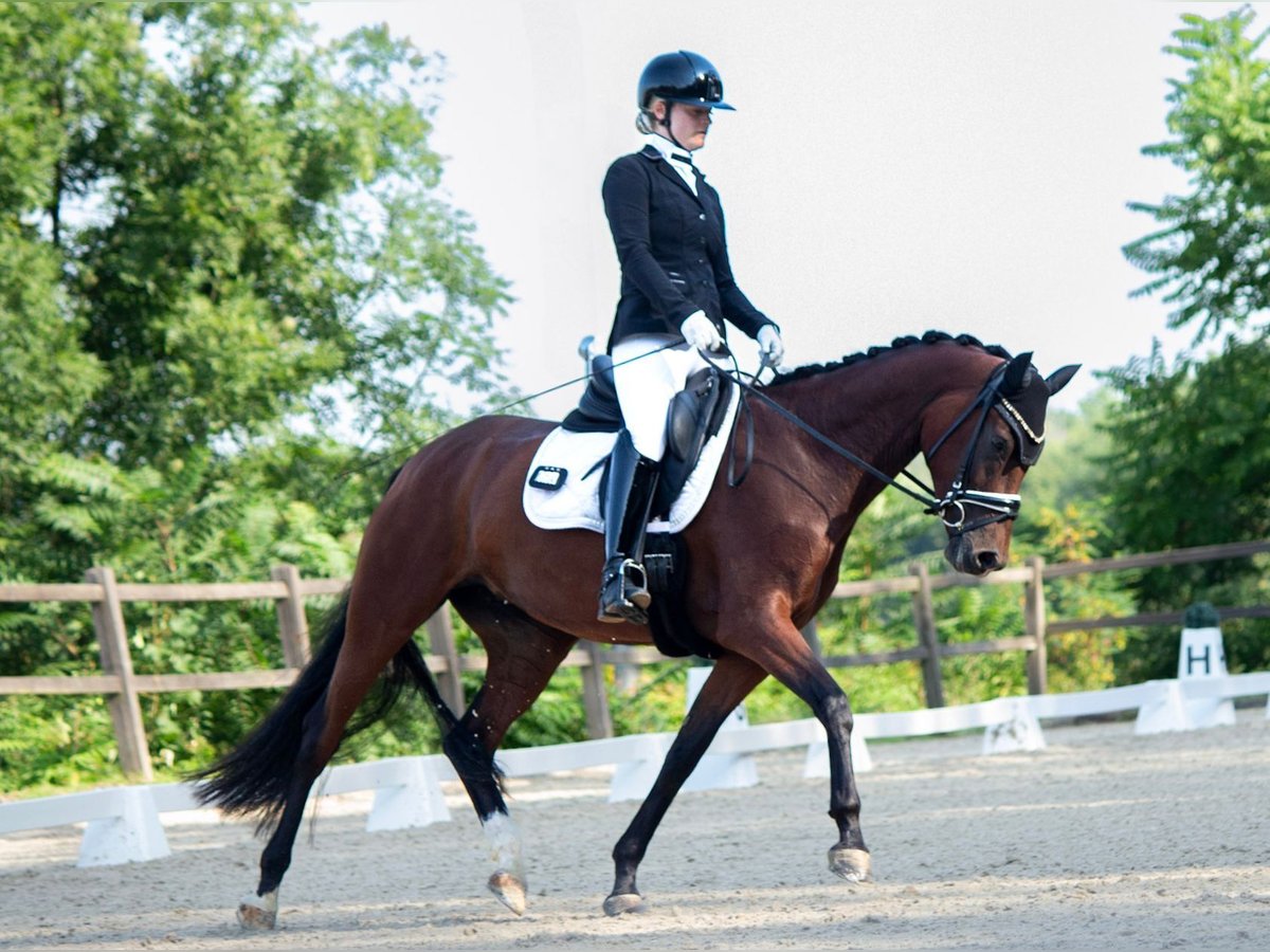 Caballo alemán Yegua 4 años 163 cm Castaño in Ladenburg