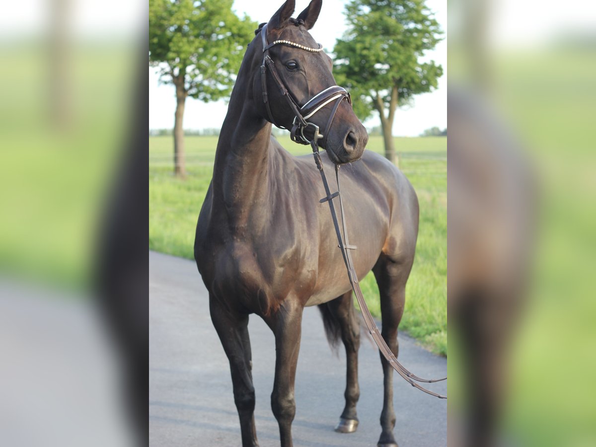 Caballo alemán Yegua 4 años 167 cm Castaño oscuro in Trebbin