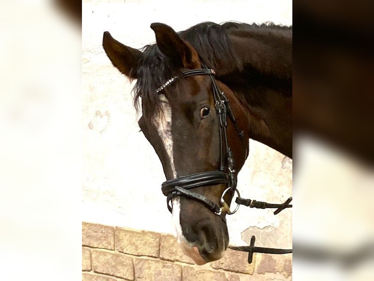 Caballo alemán Yegua 4 años 168 cm Alazán-tostado in Beckingen